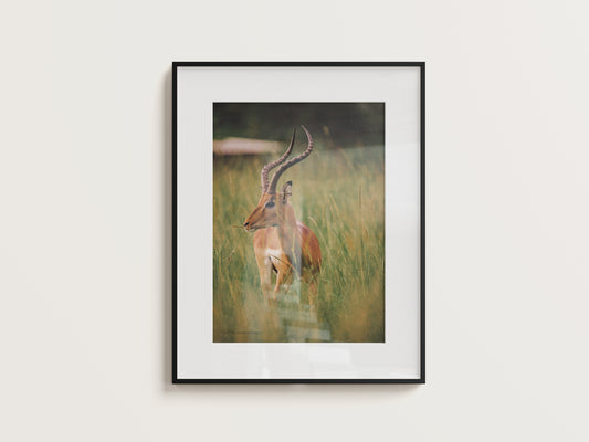 Print #06 Parc de la Lekedi, Gabun (DIN A2)