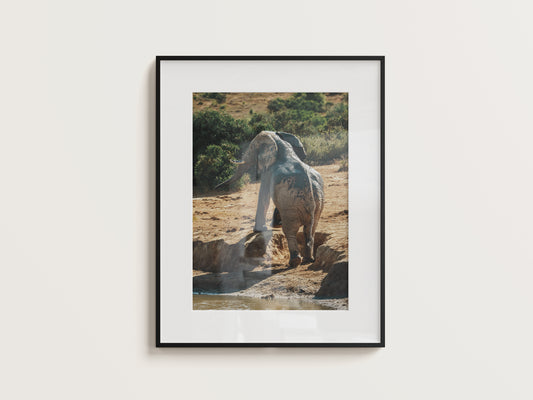 Print #13 Addo Elephant National Park, Südafrika (DIN A2)