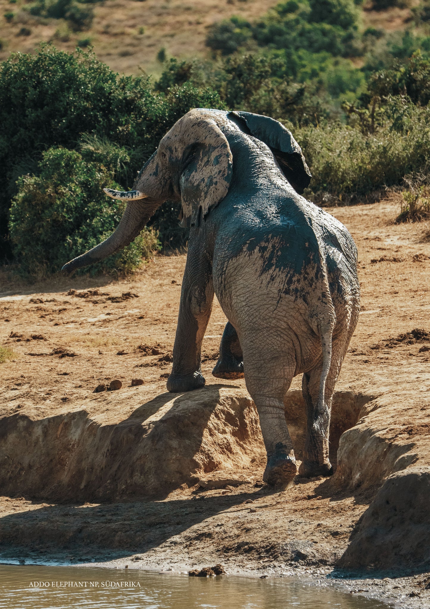 Print #13 Addo Elephant National Park, Südafrika (DIN A2)
